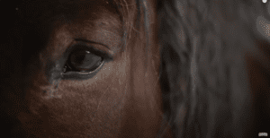 Gunna bittersweet video